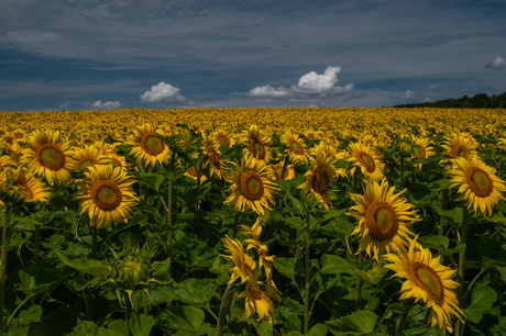 een vrolijk veld