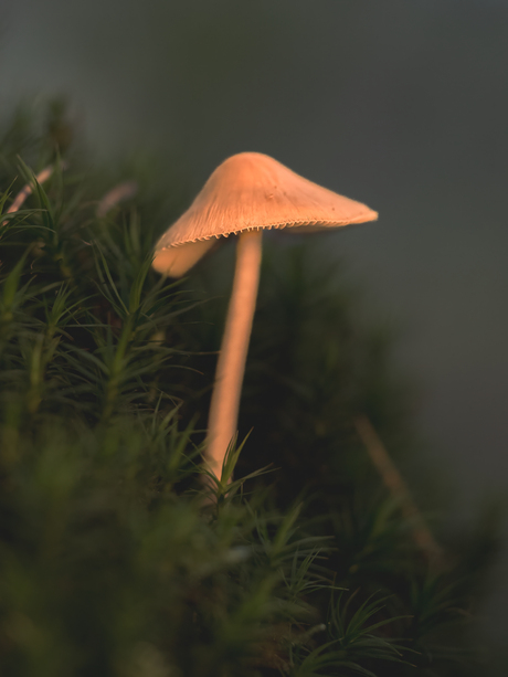 Mycena Rosea