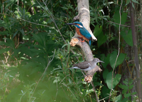 IJsvogel en oeverloper 