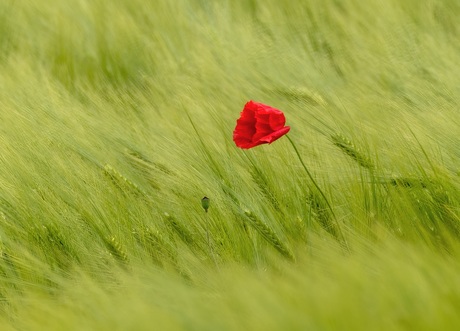 Klaproos in de wind