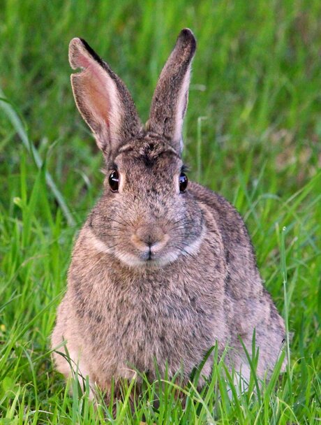 Petit lapin.
