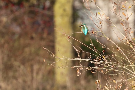 Ijsvogel