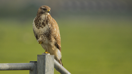 Buizerd