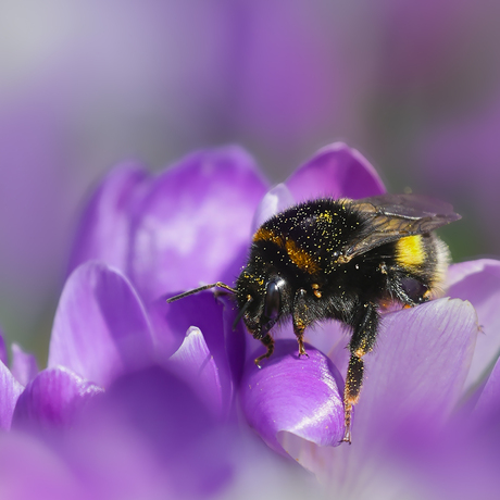 Hommel op een krokus