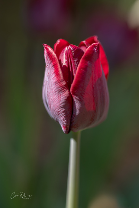 Simply red 