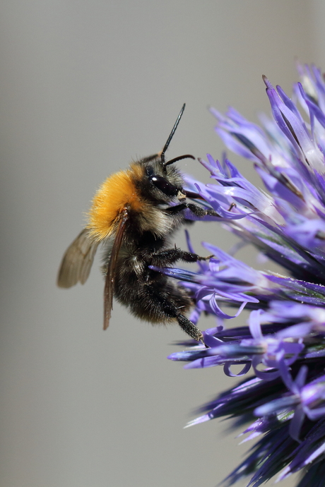 Akkerhommel