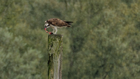 Visarend eet vis in de regen