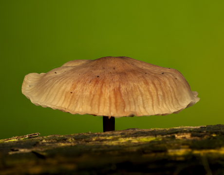 Mycena galericulata
