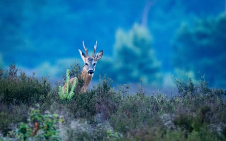 Reebok op de vroege ochtend 