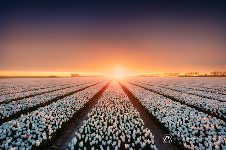 Lentelicht over het tulpenveld...