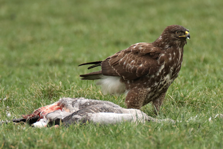 Buizerd met prooi-2