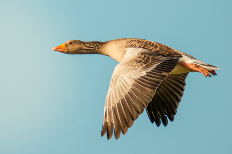 Grauwe gans