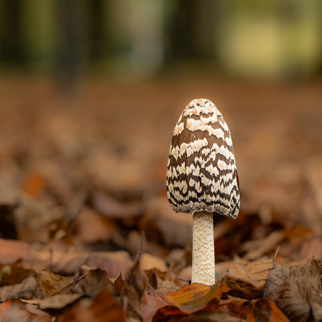Spechtinktzwam in het bos.