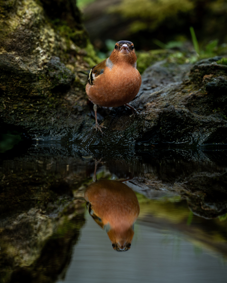 Spiegeltje, spiegeltje...