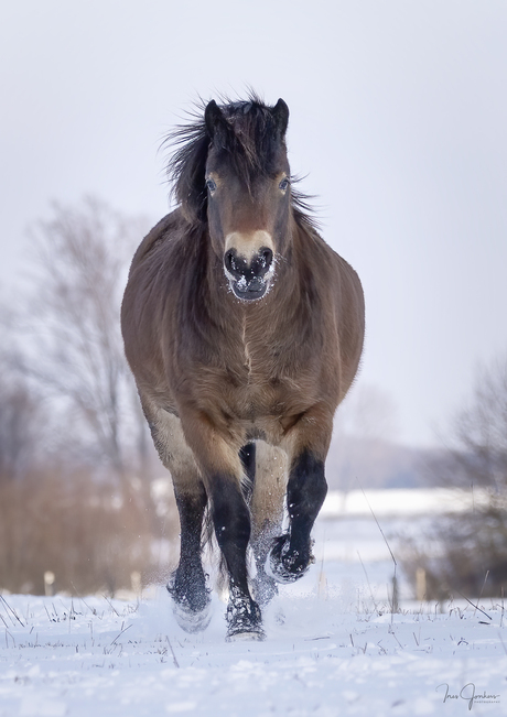 Exmoor pony is aan het rondrennen in de sneeuw