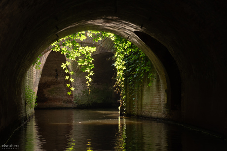 Onverwachte Natuur in de stad Den Bosch