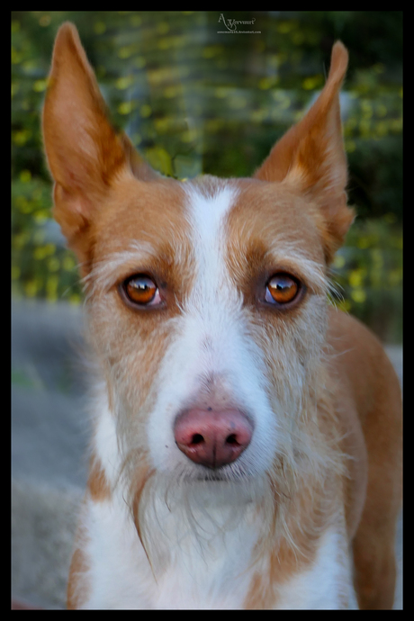 Podenco