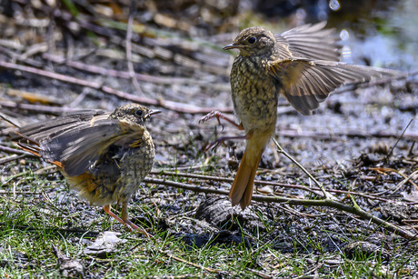 Gekraagde roodstaart