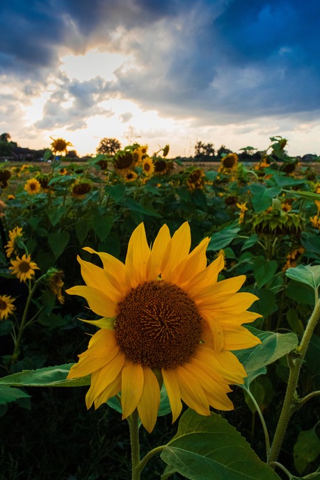 Zonnebloemenveld