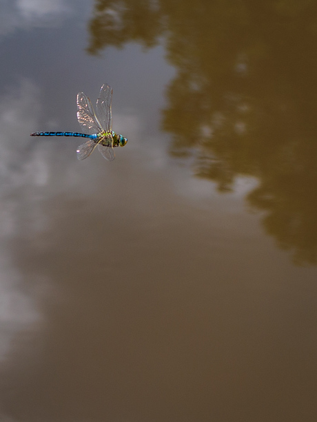 SummerWildlife