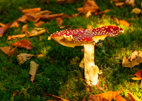 Littekens van het bos