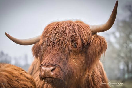Stoer, ruig en toch een hoog knuffelgehalte