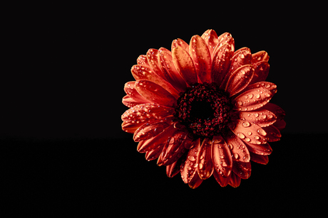 Gerbera