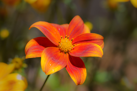 Laten we wereld wat oranje kleuren vandaag …