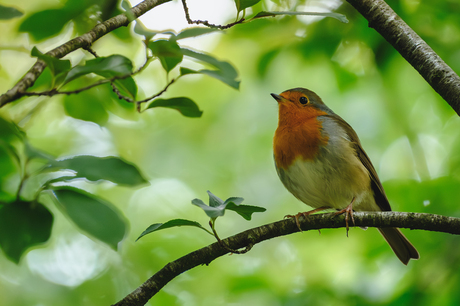 Roodborstje tijdens de ochtendwandeling