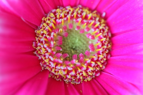 Gerbera