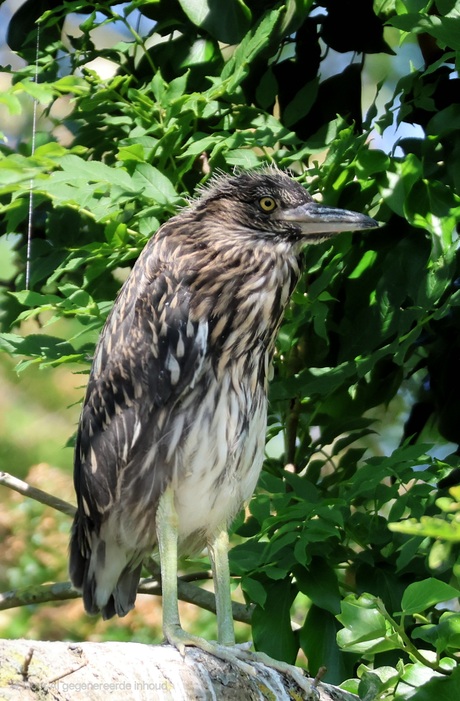 Kwak
