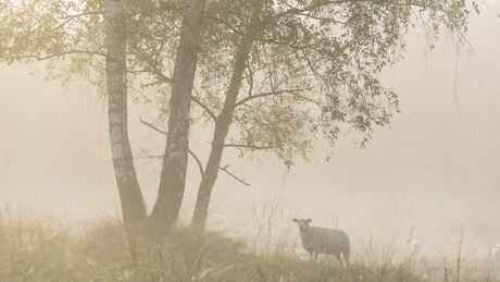 Schaapje in de mist 