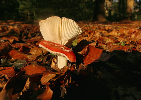 Paddenstoelen