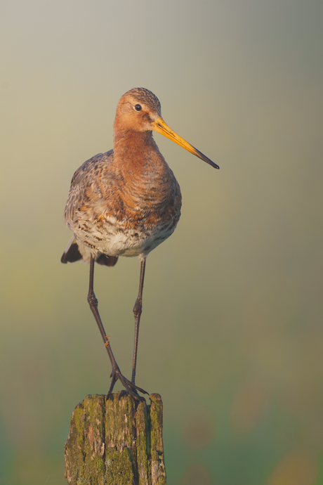 Onze nationale vogel.🧡