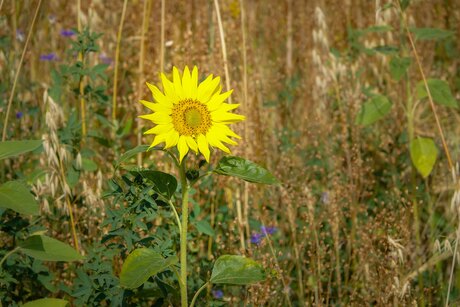 In de voetsporen van Van Gogh?