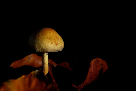 Champignon d'automne.