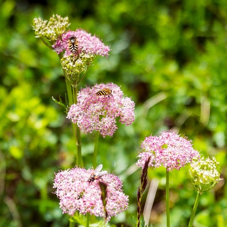 Alpenbloem