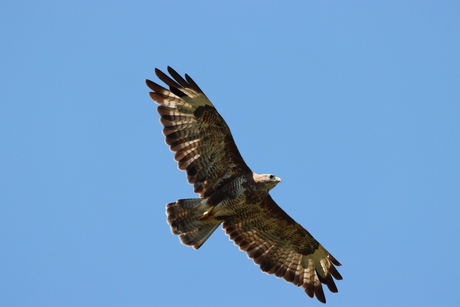 Buizerd