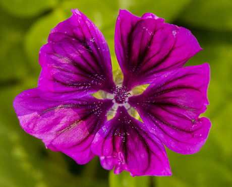 Groot Kaasjeskruid (3/3)