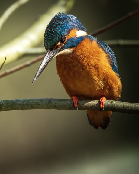 ijsvogel