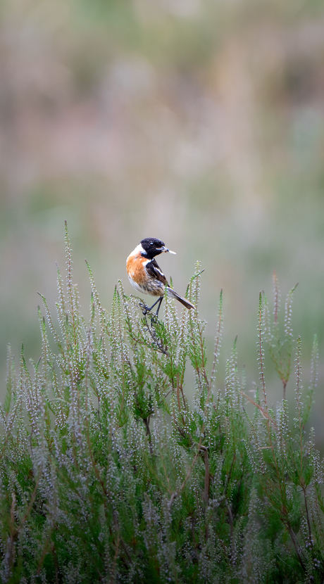 Roodborsttapuit in heide. 