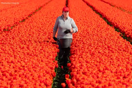 Orange Job