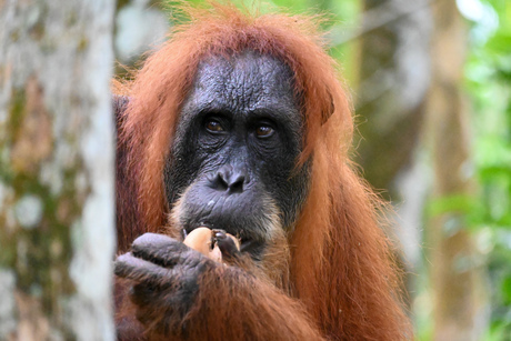Bukit Lawang