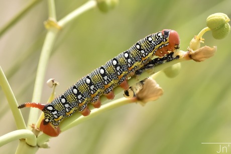 Wolfsmelkpijlstaart Rups