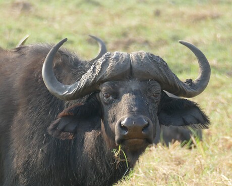 Buffel in Namibië