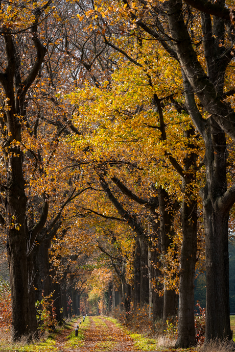 Bomen in de herfst