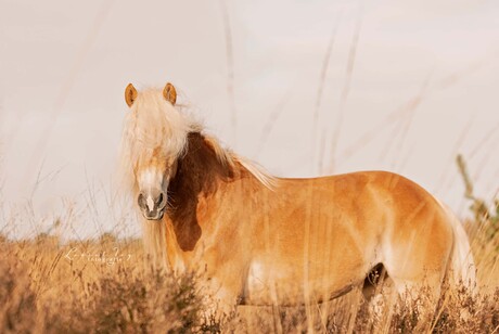 Haflinger 