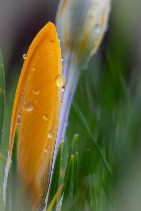 Gele krokus na de regen