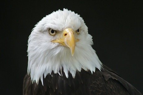 Mijn overall favoriete vogel