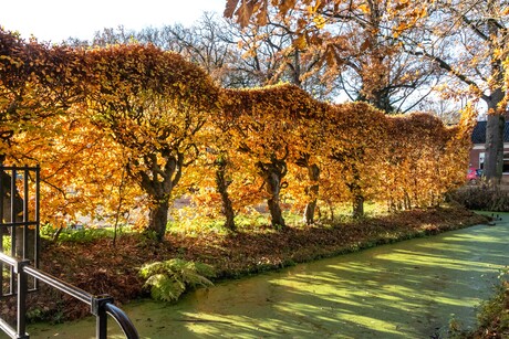 Zie de zon schijnt door de bomen